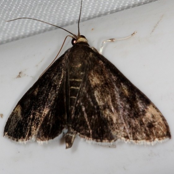 5073 White-fringed Pyrausta Moth Copperhead firetower Shawnee St Pk 8-6-16 (1a)_opt