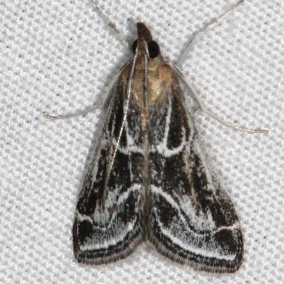 5076.97 Unidentified BG Pyrausta Moth Fool Hollow St Pk Ariz 5-24-17 (43)_opt