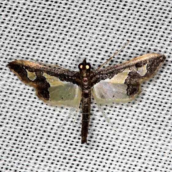 5078 Gonocausta sabinalis NABA Gardens Mission Texas 11-3-13