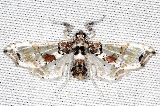 5102 Neoleucinodes prophetica-BG-Collier-Seminole St Pk Fl 3-10-22