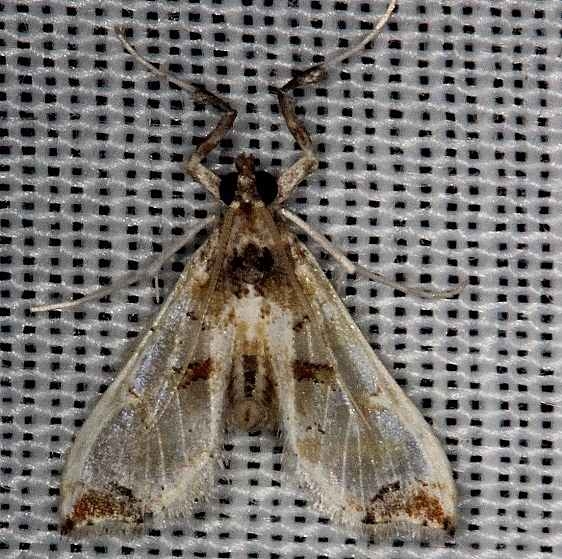 5102 Neoleucinodes prophetica Pine Glade Lake Everglades 2-21-14