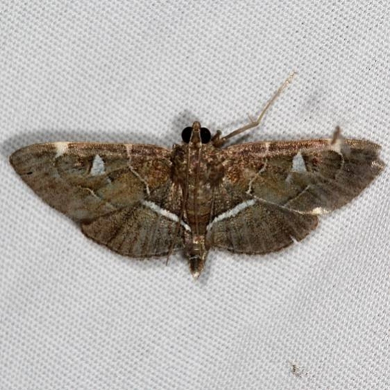 5104 Lamprosema victoriae Campsite 119 Falcon St Pk 10-22-16_opt