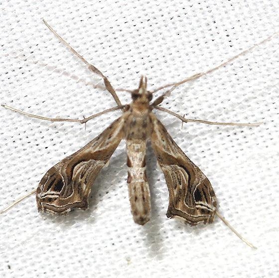 5107 Eggplant Leafroller Moth yard 8-15-12