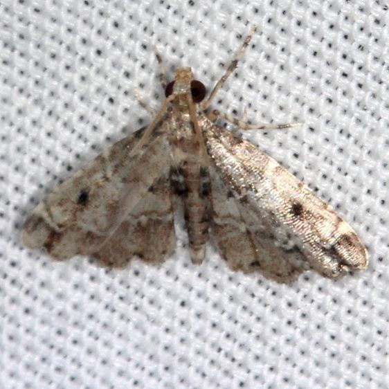 5120-Sufetula-diminutalis-Collier-Seminole-St-Pk-Fl-3-18-25-53