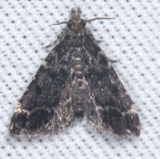 5120.1-Sufetula-carbonalis-BG-Tomoka-St-Pk-Fl-3-25-25-6