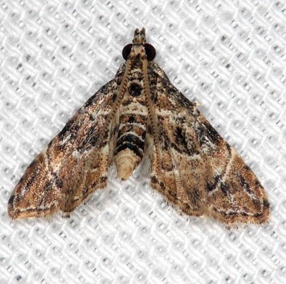 5121 Microphysetica hermeasalis Mahogony Hammock 2-18-14