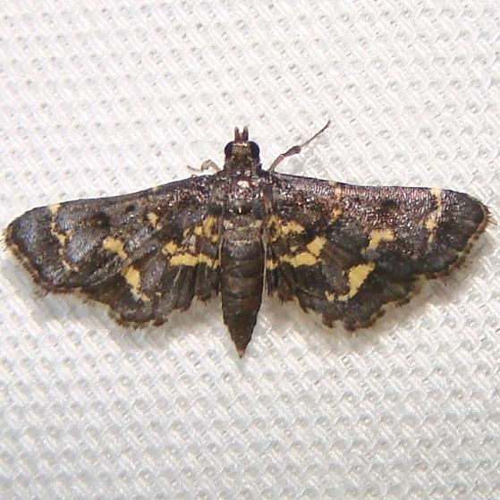 5122 Eurrhyparodes lygdamis CREW Marsh FL 3-6-12