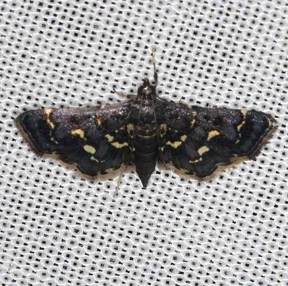 5122 Eurrhyparodes lygdamis Pineland Everglades 2-18-14