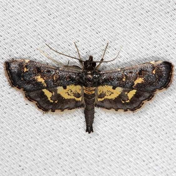 5122 Eurrhyparodes lygdamis Pineland Everglades 2-18-14