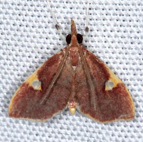 5123-Deuterophysa-fernaldi-BG-Hillsborough-River-St-Pk-Fl-1-23-24