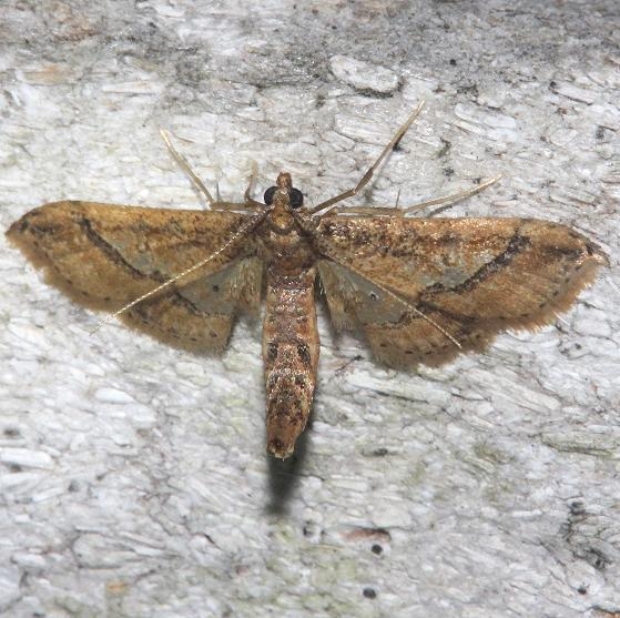 5127 Hydriris ornatalis Mahogany Hammock Everglades Natl Pk 3-10-13