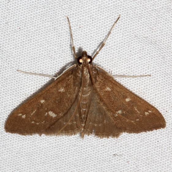5137 mecyna mustelinalis Colorado Natl Monument 6-17-17 (196)_opt
