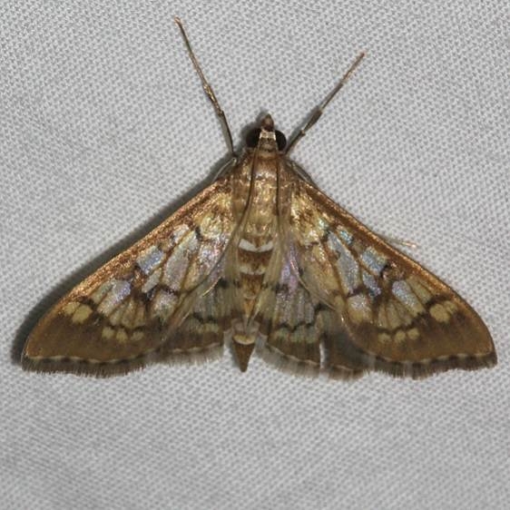 5139 Mimorista subcostalis Mueller St Pk Colorado 6-18-17 (197)_opt