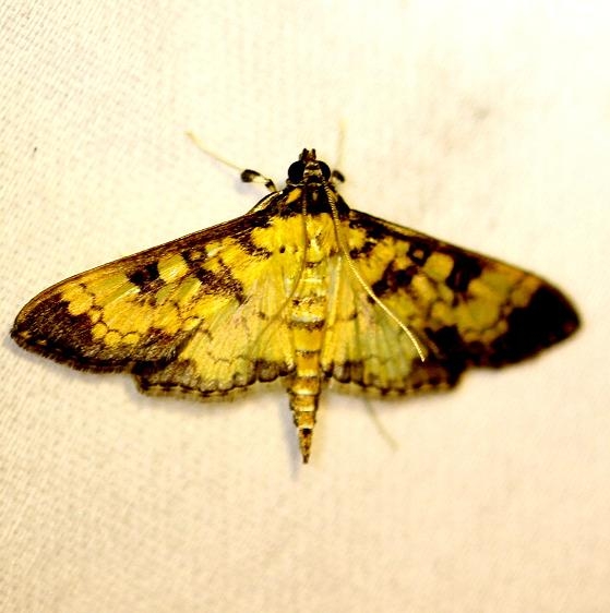 5141 Mimorista tristigmalis Everglades Natl Pk Nike Missle Rd 3-7-13