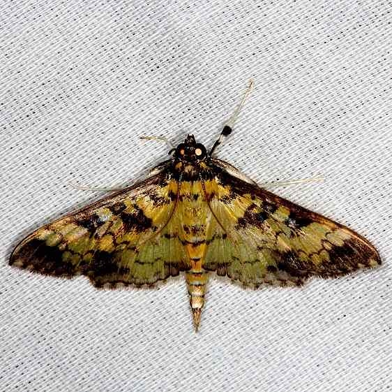 5141 Mimorista tristigmalis Hidden Lake Everglades 2-18-14