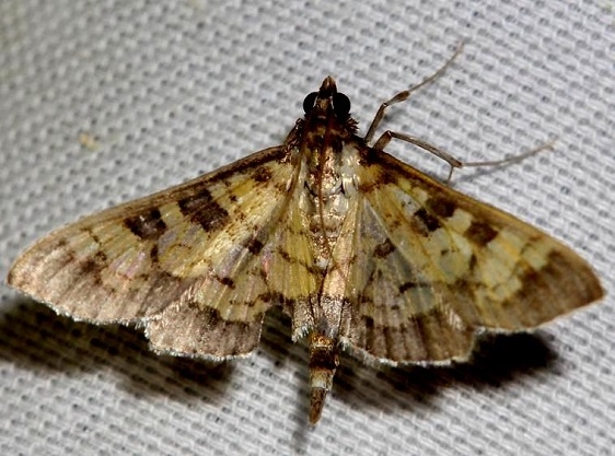 5142 Paler Diacme Moth yard 6-11-12 (12a)