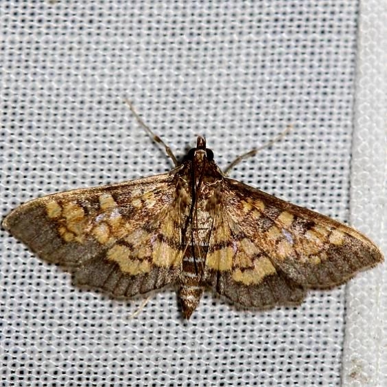 5143 Dark Diacme Moth yard 5-3-12