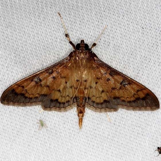 5144 Diacme phyllisalis Hidden Lake Everglades 2-18-14
