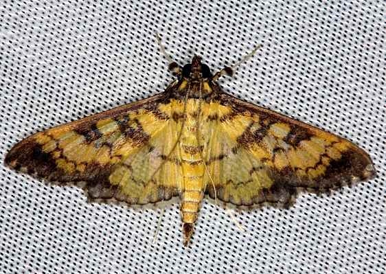 5145 Mopsalis Diacme Collier Seminole St Pk 2-28-14