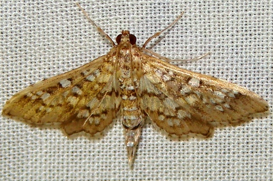 5147 Epipagis huronalis William Beardall WMA Fl 3-8-11