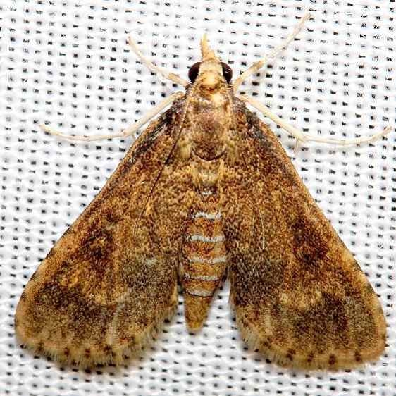 5149 Water Hyacinth Moth Lake Kissimmee St Pk Fl 2-28-13