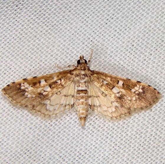 5150 Assembly Moth CREW Marsh Fl 3-6-12