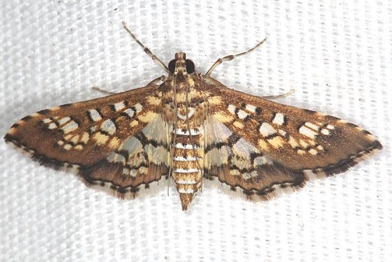5150 Assembly Moth Silver Springs St Pk Fl 9-23-18 (26)_opt