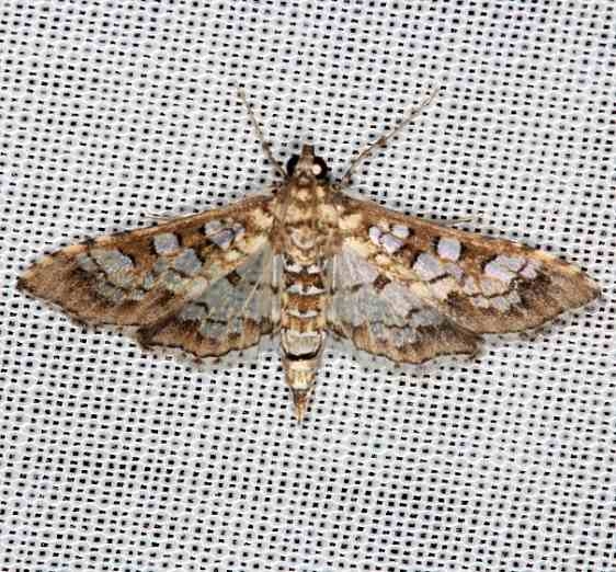 5151 Salvinia Stem Borer Moth Collier Seminole St Pk 3-2-14