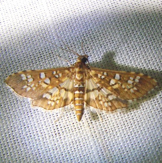5151 Salvinia Stem-borer Moth Nike Missle Road junction research Rd 2-28-12