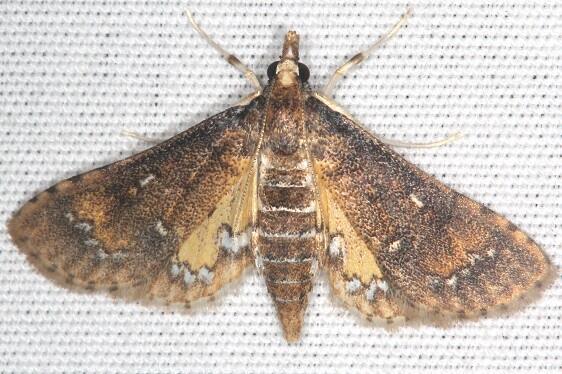 5153 Crocidocnemis pellucidalis-Collier Seminole St Pk Fl 3-7-22