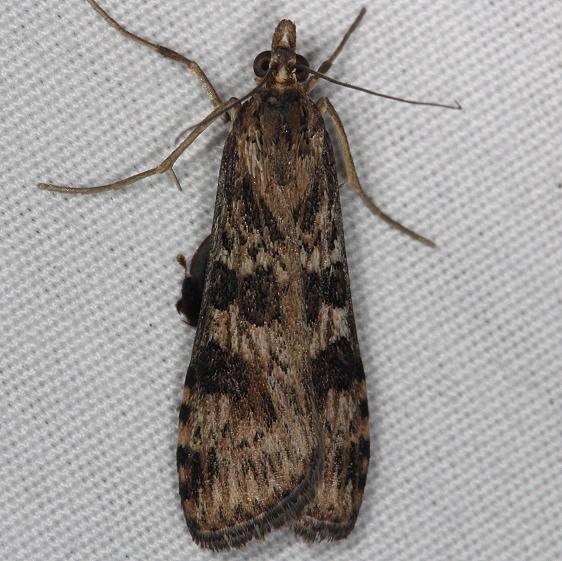 5156 Lucerne Moth yard 7-2-14