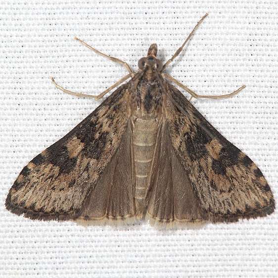 5156 Lucerne Moth yard 9-30-19