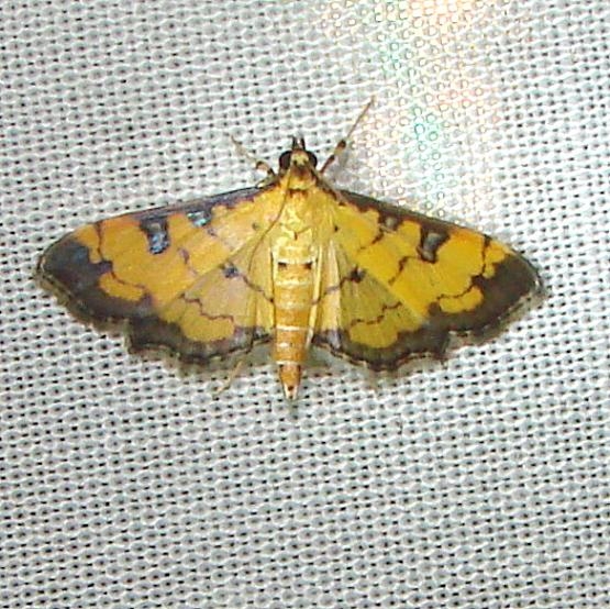 5158 Ategumia ebulealis Kissimmee Prairie St Pk 3-8-12
