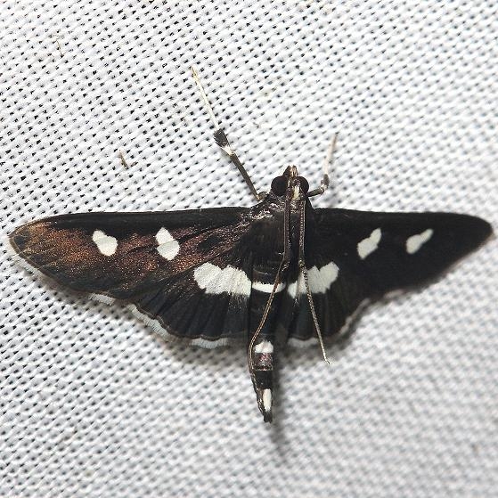5159 Grape Leaffolder Moth yard 8-14-12