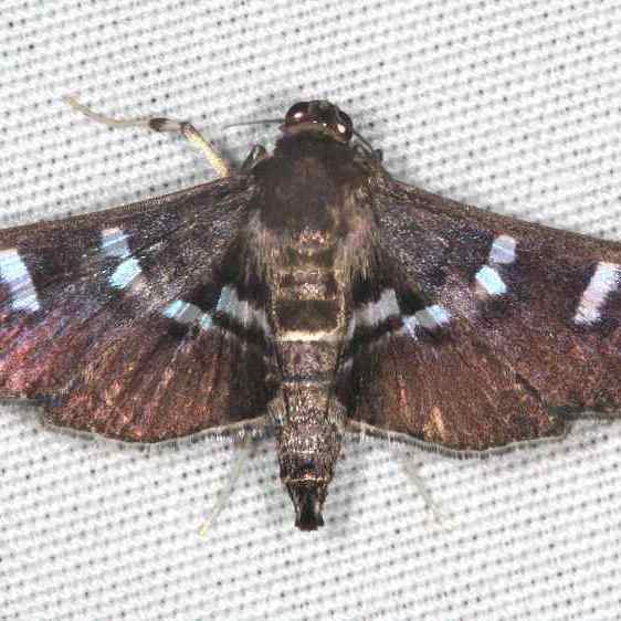 5161 Desmia subdivisalis Collier Seminole St Pk Fl 3-3-21