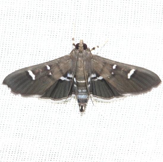 5166 Deploring Desmia Moth Everglade Natl Pk Nike Missle Rd 3-5-13
