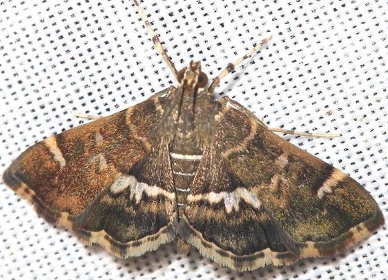 5169 Spotted Beet Webworm Moth yard 9-25-12 (5a)