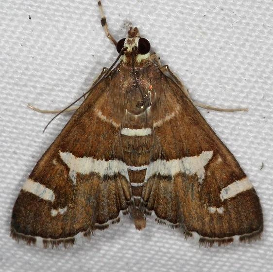 5170 Hawaiian Beet Webworm Moth yard 9-15-16_opt