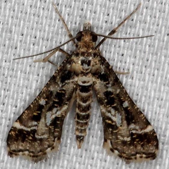 5171 Diasemiopsis leodocusalis Big Lagoon St Pk Fl 11-11-13