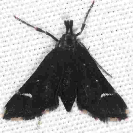 5172 Diasemiodes janassialis-Lake-Kissimmee St Pk Fl 2-27-22