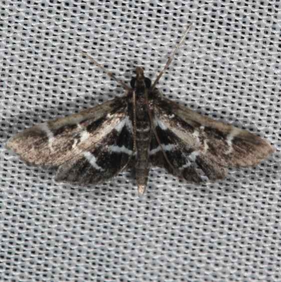 5172 Diasemiodes janassialis Wolf's Den Shawnee St Pk 8-7-16 (54a)_opt