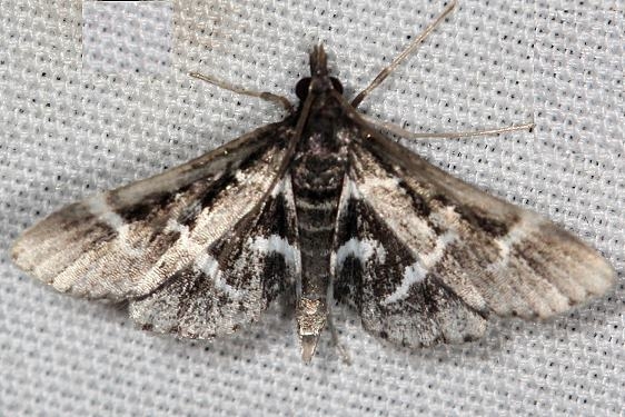 5172 Diasemiodes janassialis yard 9-4-18 (1)_opt