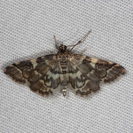 5176 Yellow-spotted Webworm Moth Thunder Lake UP Mich 6-23-14