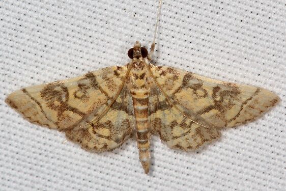 5177 Checkered Apogeshna Cypress Glenn Silver Lk Fl 3-21-23