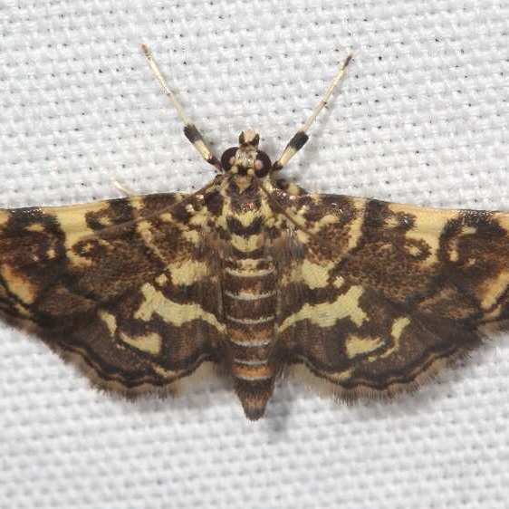 5177-Checkered-Apogeshna-Cypress-Glenn-Silver-Lk-Fl-3-23-23-1