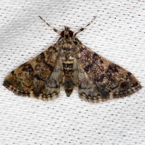 5177.1 Apogeshna acestealis-Mahogany-Hammock Everglades Fl 2-18-14