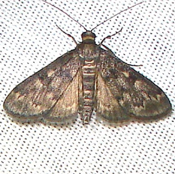 5178 Steniodes mendica Bear Lake Parking Lot Flamingo Everglades 3-1-12
