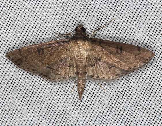 5178.5 Nacoleia charesalis BG Collier Seminole St Pk 3-2-14 (165)_opt