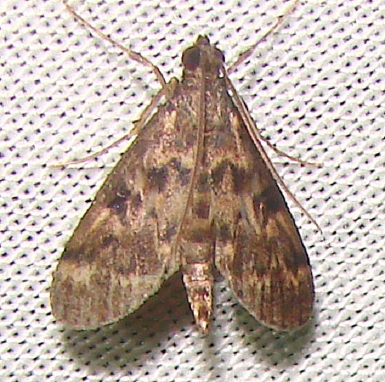 5179 Black Penestola Moth Flamingo Everglades 3-2-12