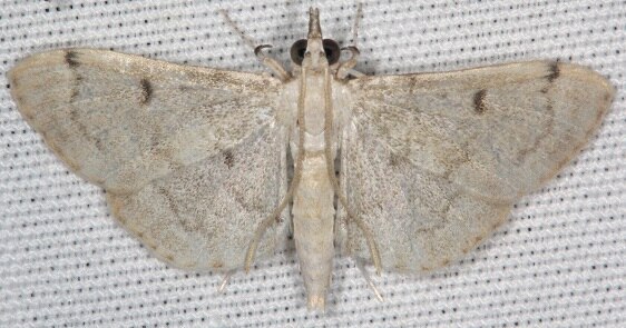 5185 Blepharomastix achroalis-BG-Collier Seminole St Pk Fl 3-8-22